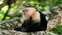 Tour di 11 giorni da San Jose: riserva biologica della foresta nebulare di Monteverde e parchi nazionali Tortuguero, vulcano Arenal e Manuel Antonio Tour di 11 giorni da San Jose: riserva biologica della foresta nebulare di Monteverde e parchi nazionali Tortuguero, vulcano Arenal e Manuel Antonio