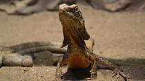 Eintritt für Antalya Aquarium und Wildpark Reptile House mit Transfer-Upgrade Eintritt für Antalya Aquarium und Wildpark Reptile House mit Transfer-Upgrade
