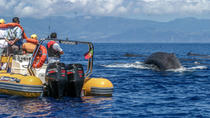 Expédition observation des baleines aux Açores Expédition observation des baleines aux Açores