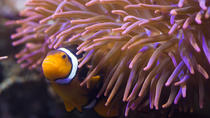 Keine-Warteschlangen-Ticket: SEA LIFE Hannover Keine-Warteschlangen-Ticket: SEA LIFE Hannover