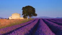 Tour dei campi di lavanda della Provenza da Aix-en-Provence Tour dei campi di lavanda della Provenza da Aix-en-Provence