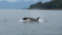 Excursión por la costa de Juneau: Crucero de avistamiento de ballenas, visita al glaciar y almuerzo o cena con cangrejo Excursión por la costa de Juneau: Crucero de avistamiento de ballenas, visita al glaciar y almuerzo o cena con cangrejo