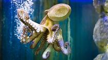 Eintrittskarte für das Ubatuba-Aquarium Eintrittskarte für das Ubatuba-Aquarium