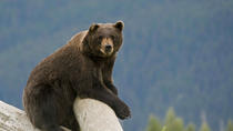 Baia di Turnagain e fauna selvatica dell'Alaska da Anchorage Baia di Turnagain e fauna selvatica dell'Alaska da Anchorage