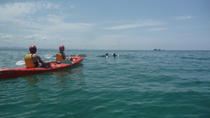 Kayak avec les dauphins à Byron Bay Kayak avec les dauphins à Byron Bay