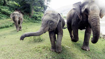 Exclusivité Viator : expérience privée Sanctuaire des éléphants à Chiang Mai Exclusivité Viator : expérience privée Sanctuaire des éléphants à Chiang Mai