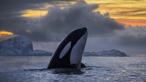 Halbtägige Wal-Safari auf Yacht ab Tromsø Halbtägige Wal-Safari auf Yacht ab Tromsø