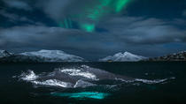 Walsafari und Nordlichter-Bootstour mit der Yacht ab Tromsø Walsafari und Nordlichter-Bootstour mit der Yacht ab Tromsø