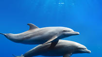 Crociera di avvistamento delfini a Gibilterra con trasporto dalla Costa del Sol Crociera di avvistamento delfini a Gibilterra con trasporto dalla Costa del Sol