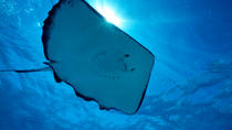Gibbs Cay avventure con razze e snorkeling a Grand Turk Gibbs Cay avventure con razze e snorkeling a Grand Turk