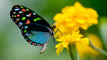 Excursión por la costa de Rodas: Escapada privada de un día al Valle de las Mariposas Excursión por la costa de Rodas: Escapada privada de un día al Valle de las Mariposas