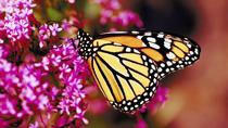 Visita privada: Valle de las Mariposas en Rodas Visita privada: Valle de las Mariposas en Rodas