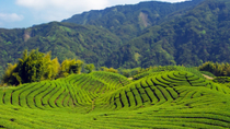 Té de Taipei: excursión para grupos pequeños con recorrido turístico por la ciudad de Taipei Té de Taipei: excursión para grupos pequeños con recorrido turístico por la ciudad de Taipei