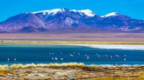 Excursion d'une journée au départ de San Pedro de Atacama dans la plaine salée d'Atacama incluant la réserve nationale de Los Flamencos et le village de Socaire Excursion d'une journée au départ de San Pedro de Atacama dans la plaine salée d'Atacama incluant la réserve nationale de Los Flamencos et le village de Socaire