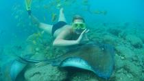 Buceo de superficie con rayas y alimentar a los tiburones en el acuario Curacao Sea Aquarium Buceo de superficie con rayas y alimentar a los tiburones en el acuario Curacao Sea Aquarium