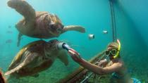 Excursión por la costa en Curazao: Encuentro con animales y actividad de buceo de superficie Excursión por la costa en Curazao: Encuentro con animales y actividad de buceo de superficie