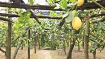 Expérience à la ferme à Sorrente comprenant dégustations, élaboration de pizzas et de limoncello Expérience à la ferme à Sorrente comprenant dégustations, élaboration de pizzas et de limoncello