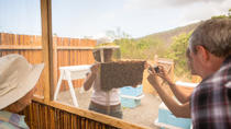 Excursão em Kona: Plantação de Café, Baía de Kealakekua, Parque Kaloko-Honokohau Park e Apiário Excursão em Kona: Plantação de Café, Baía de Kealakekua, Parque Kaloko-Honokohau Park e Apiário