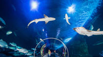 ベイ水族��への一般入場 ベイ水族館への一般入場