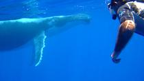 Visite privée de Bora Bora ,observation des baleines et expérience de baignade Visite privée de Bora Bora ,observation des baleines et expérience de baignade