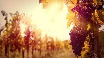 Excursión privada: Región de Ribatejo con cata de vinos Excursión privada: Región de Ribatejo con cata de vinos