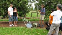 Recorrido gastronómico y vinícola por la meseta de Atherton desde Cairns Recorrido gastronómico y vinícola por la meseta de Atherton desde Cairns