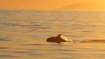 Crucero de avistamiento de ballenas con el sol de medianoche en Reykjavik Crucero de avistamiento de ballenas con el sol de medianoche en Reykjavik