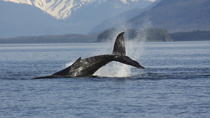 Excursión a caballo islandés y crucero de avistamiento de ballenas desde Reikiavik Excursión a caballo islandés y crucero de avistamiento de ballenas desde Reikiavik