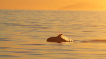 Reykjavik Whale Watching-krydstogt i midnatssol Reykjavik Whale Watching-krydstogt i midnatssol