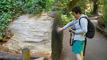 Excursión por la costa: Excursión de medio día a las secuoyas costeras del Monumento Nacional de Muir Woods Excursión por la costa: Excursión de medio día a las secuoyas costeras del Monumento Nacional de Muir Woods