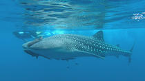 Viaje hacia el mar de Cortés y tiburones ballena: Expedición de 5 días Viaje hacia el mar de Cortés y tiburones ballena: Expedición de 5 días