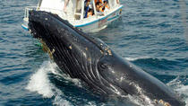 Tour de avistamiento de ballenas en la península de Samaná desde Punta Cana Tour de avistamiento de ballenas en la península de Samaná desde Punta Cana