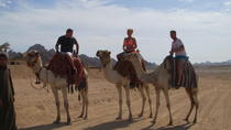 Safári de camelos de Sharm El Sheikh Saf��ri de camelos de Sharm El Sheikh