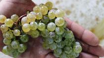 Viagem diurna para grupos pequenos para Região de Vinho Alvarinho Vinho Verde saindo de Porto Viagem diurna para grupos pequenos para Região de Vinho Alvarinho Vinho Verde saindo de Porto