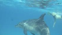 Dolphin House en Banana Boat Fun vanuit Hurghada Dolphin House en Banana Boat Fun vanuit Hurghada