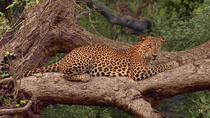 Private Leopard-Safari mit Picknick-Mittagessen im Yala-Nationalpark Private Leopard-Safari mit Picknick-Mittagessen im Yala-Nationalpark