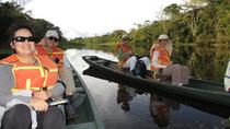 Excursión de 4 días observación de fauna y flora en la Reserva Tamshiyacu con Curassow Amazon Lodge Excursión de 4 días observación de fauna y flora en la Reserva Tamshiyacu con Curassow Amazon Lodge