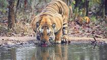 Ranthambhore-Tigertour mit Delhi, Agra und Jaipur und 5-Sterne-Hotels Ranthambhore-Tigertour mit Delhi, Agra und Jaipur und 5-Sterne-Hotels
