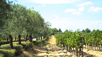 Excursão vinícola e de oliveiras de meio dia para grupos pequenos saindo de Montpellier Excursão vinícola e de oliveiras de meio dia para grupos pequenos saindo de Montpellier