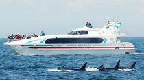 Seattle Whale Watching Tour Seattle Whale Watching Tour