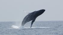 ハワイ島でホエールウォッチング ハワイ島でホエールウォッチング