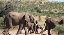 Safári diurno saindo de Joanesburgo para Pilanesberg com um veículo de safári aberto Safári diurno saindo de Joanesburgo para Pilanesberg com um veículo de safári aberto