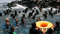 Excursión de Islas Palomino más Experiencia para nadar con leones marinos Excursión de Islas Palomino más Experiencia para nadar con leones marinos