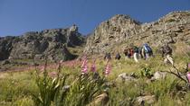 Privéwandeltocht over de Tafelberg Privéwandeltocht over de Tafelberg