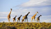 Heldagstur med Big 5-safari från Kapstaden Heldagstur med Big 5-safari från Kapstaden