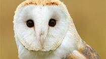 Vogelbeobachtungs-Tour mit Weinverkostung Vogelbeobachtungs-Tour mit Weinverkostung