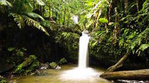 Aventura de senderismo en la selva tropical de El Yunque Aventura de senderismo en la selva tropical de El Yunque
