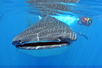 Whale Shark Encounter All-Inclusive Tour in Cancun