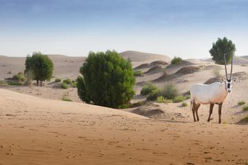 Desert Safari Private Tour with Dinner from Abu Dhabi