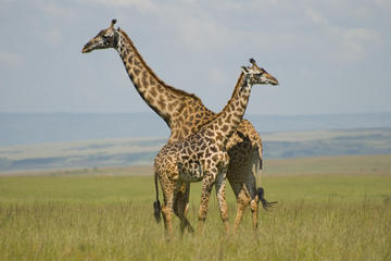 Kenya Sightseeing Tours